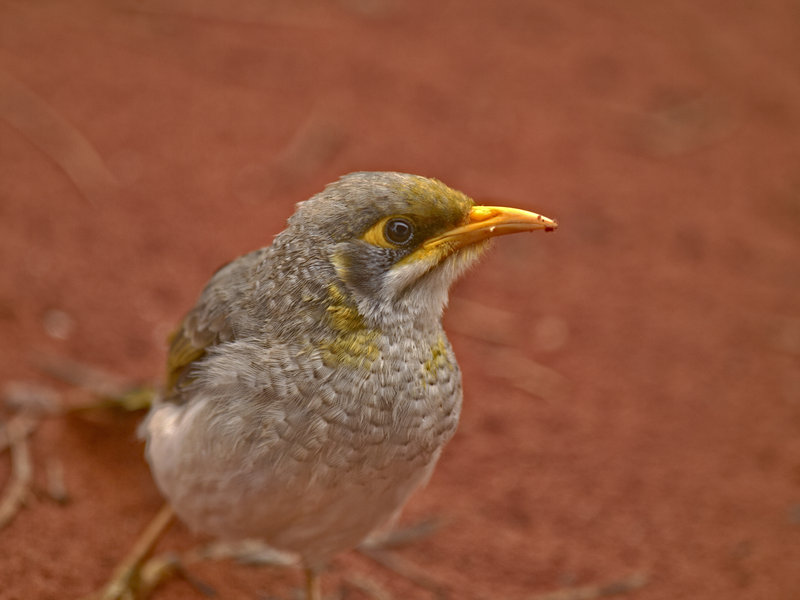Bird